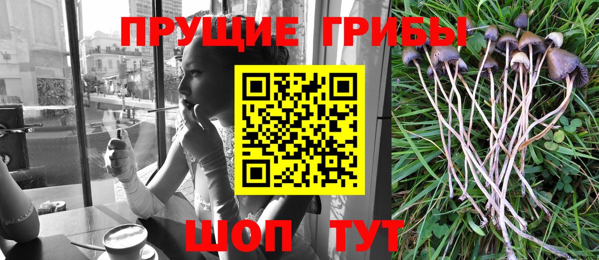 Псилоцибиновые грибы Psilocybine cubensis Шатура